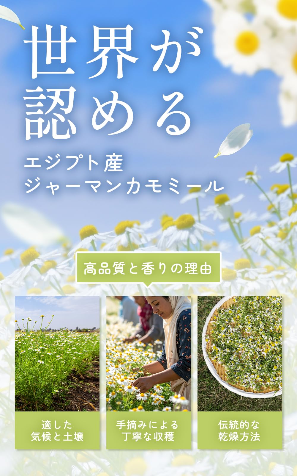 喜保屋 香りにこだわった カモミールティー 1.5g×30包 【無農薬/国内製造】 カモミール ティーバッグ 残留農薬検査済み ノンカフェイン ハーブティー 良い眠り