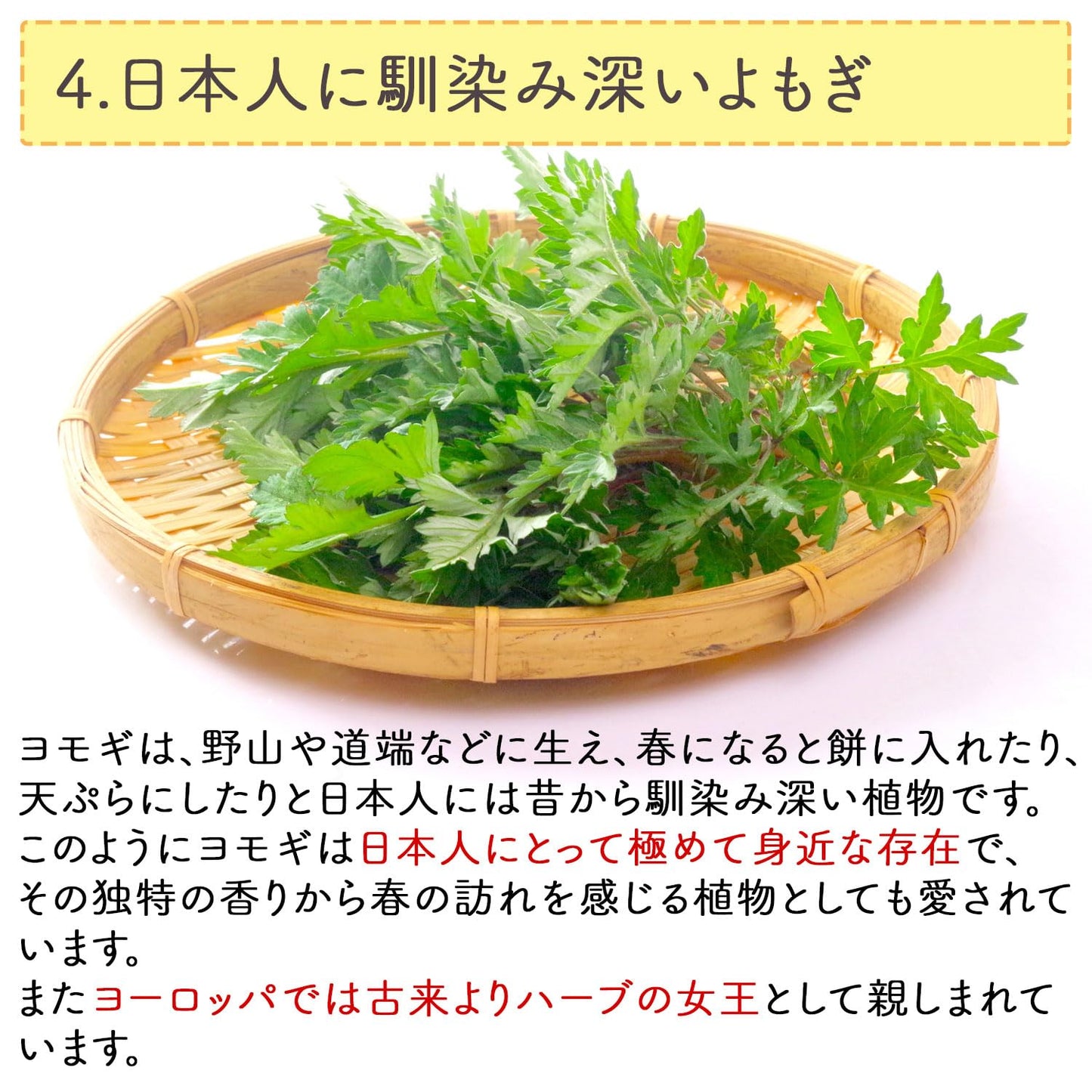 Honjien tea よもぎ茶 国産 ティーバッグ 大容量 健康茶 3g×50包 ヨモギ茶 蓬茶 ノンカフェイン