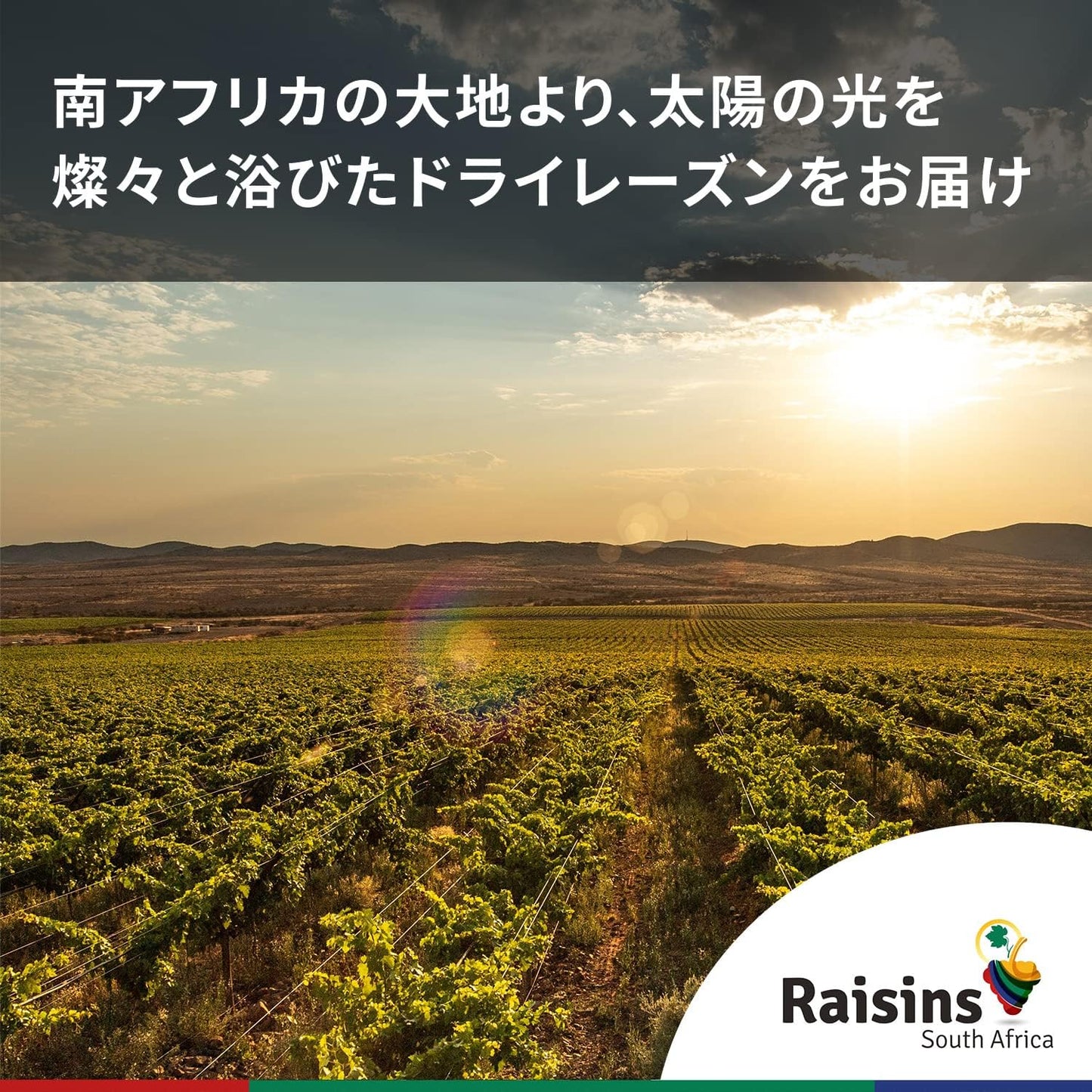 by Amazonドライレーズン 南アフリカ産 1.5kg (砂糖・油不使用)